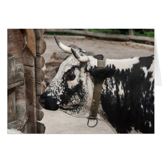 Vache pustérile (Devant horizontal)