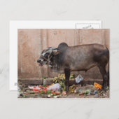 Vache sacrée en Inde se nourrit des déchets Carte  (Devant / Derrière)