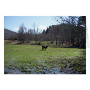 Vache solitaire