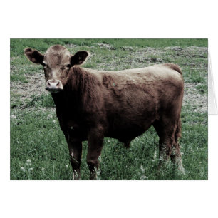 Vache solitaire