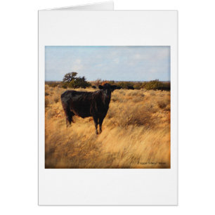 Vache sur la chaîne