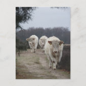 Vaches blanches do-it-yourself carte postale (Devant)