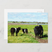 Vaches, Carte Postale, Fumée Et Bébé Galloway (Devant / Derrière)