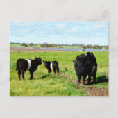 Vaches, Carte Postale, Fumée Et Bébé Galloway (Devant)