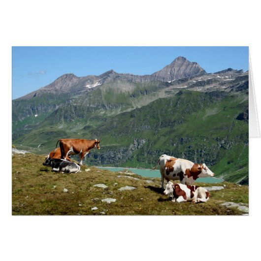 Vaches Dans Les Montagnes (Devant horizontal)
