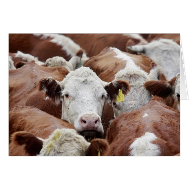 Vaches dans un corral (Devant horizontal)