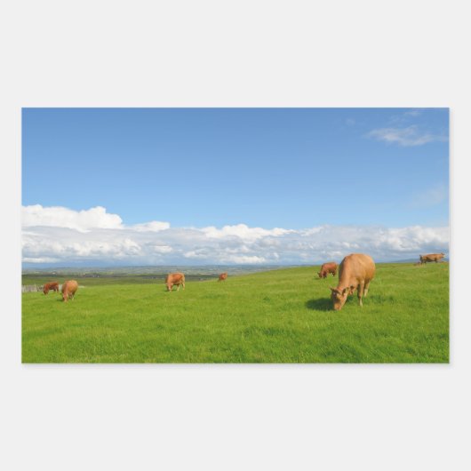 Vaches dans une prairie en Irlande autocollant rec (Devant)