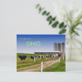 Vaches dans une rangée rurale Ohio carte postale (Debout devant)