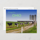 Vaches dans une rangée rurale Ohio carte postale (Devant / Derrière)
