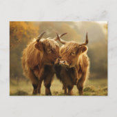 Vaches des Highlands amoureuses Carte postale (Devant)