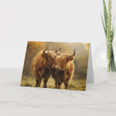 Vaches des Highlands amoureuses Carte postale (Devant)