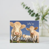 Vaches drôles Nous avons déménagé Nouvelle carte p (Debout devant)