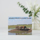 Vaches du Kansas avec eau inondée Carte postale (Debout devant)