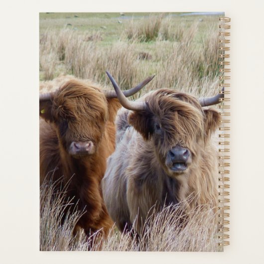 Vaches écossaises traditionnelles (Dos)