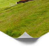 Vaches et Eldborg Crater Islande Poster (Coin)