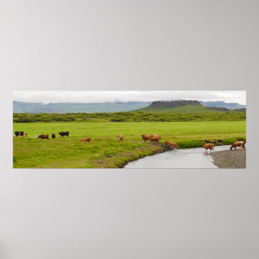 Vaches et Eldborg Crater Islande Poster (Devant)