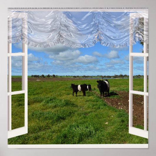 Vaches galloway à travers une fenêtre, affiche (Devant)