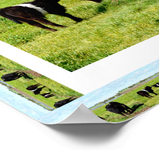 Vaches Galloway encadrées, affiche (Coin)