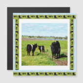 Vaches Galloway encadrées, Carte magnétique (Devant / Derrière)