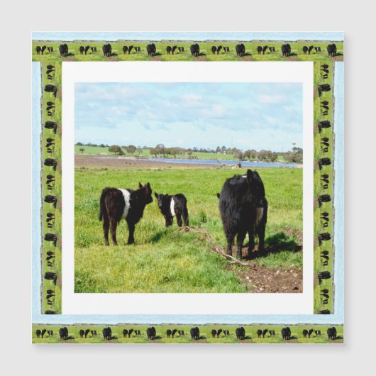 Vaches Galloway encadrées, Carte magnétique (Devant)