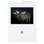 Vaches Highland Avec Luminosité, Carte Anniversair (Dos)