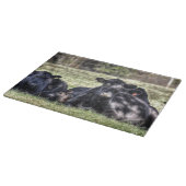 Vaches noires à Angus dans la planche à découper (Coin)