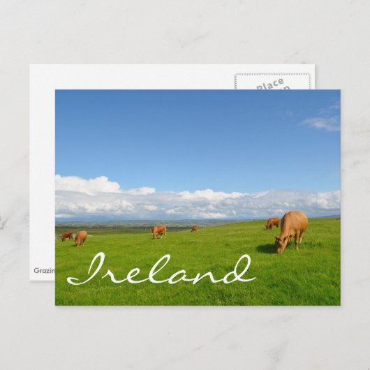Vaches pâturant dans une prairie en Irlande carte (Devant / Derrière)