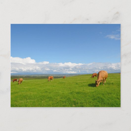 Vaches pâturant dans une prairie en Irlande carte  (Devant)