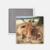 Vaches sur la plage en Inde Magnet (Recto/Verso)