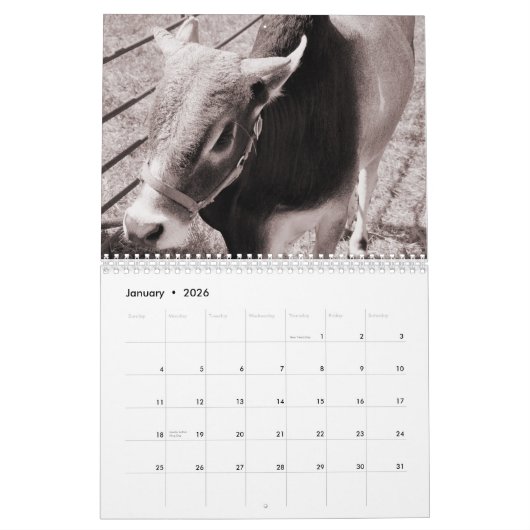 Vaches, un calendrier 2016 (Jan 2026)