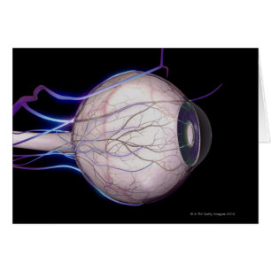 Vaisseaux sanguins de l'oeil