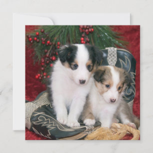 Vakantie Shetland Sheepdog Puppies Feestdagenkaart