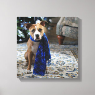 Vakantiekop van Pit Bull Rescue Dog Canvas Afdruk