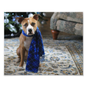 Vakantiekop van Pit Bull Rescue Dog Foto Afdruk