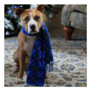 Vakantiekop van Pit Bull Rescue Dog Perfect Poster