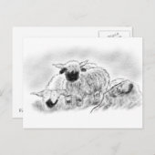Valais Blerkse Sheep Illustration Briefkaart (Voorkant / Achterkant)