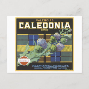  Valencia Caledonia Sinaasappels Fruit Crate Lab Briefkaart