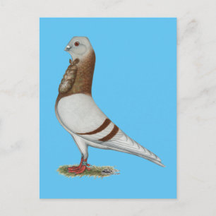 Valencia Figurita Pigeon Briefkaart