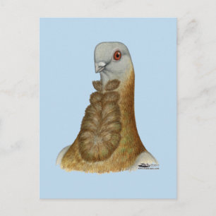 Valenciaans Figurita Pigeon Portrait Briefkaart