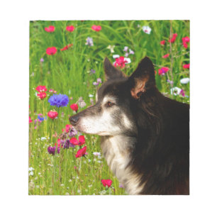 Valentijn Border Collie met mooie bloemetjes Notitieblok