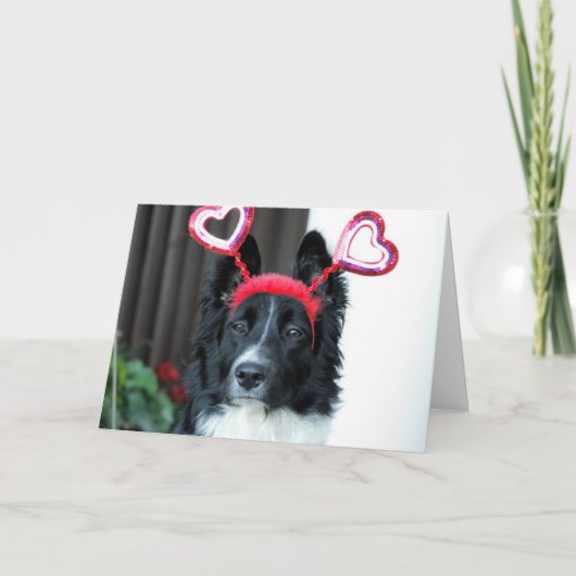Valentijn Border Collie Wenskaart Feestdagen Kaart (Voorkant)