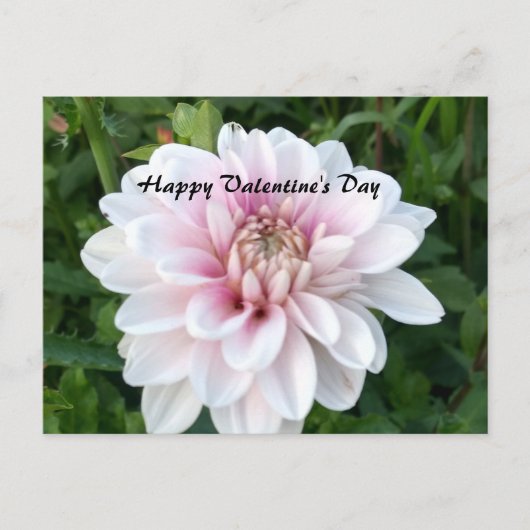 Valentijn briefkaart met witte en roze dahlia (Voorkant)