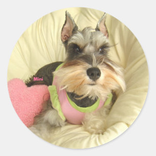 Valentijn Miniature Schnauzer Ronde Sticker