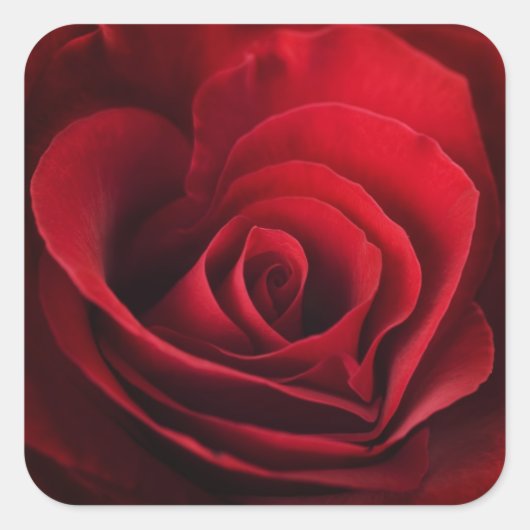 Valentijn Red Rose Vierkante Sticker (Voorkant)
