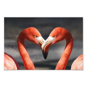 Valentijns Flamingo Foto Afdruk