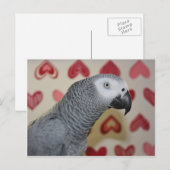 Valentijnsdag African Grey Parrot Feestdagenkaart (Voorkant / Achterkant)
