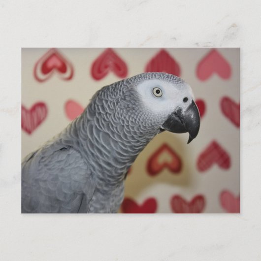 Valentijnsdag African Grey Parrot Feestdagenkaart (Voorkant)