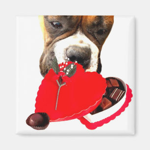 Valentijnsdag Boxer met chocolade magnet Magneet