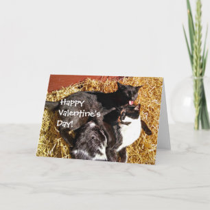 Valentijnsdag Kaart met katten