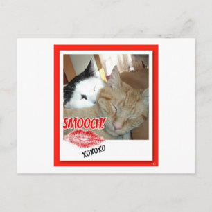 Valentijnsdag Katten Feestdagenkaart